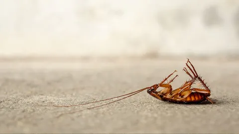 Ace Pest Control in Amarillo