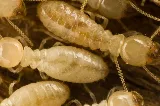 ABC Insect Control photo 8