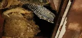 Scranton Animal Exterminator photo 2