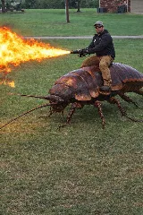 Bulwark Exterminating photo 5