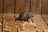 Grants Pest & Animal Control