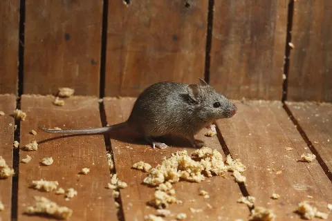 Grants Pest & Animal Control in North Bay