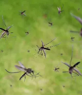 Home Paramount Pest Control photo 7