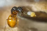 Pest Control Center Inc. photo 3