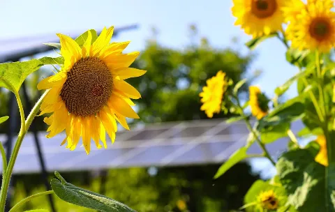 Bee Happy Solar in Annapolis
