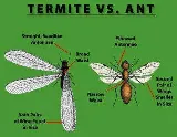Expert Pest Control Solutions photo 7
