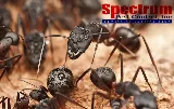 Spectrum Pest Control photo 3