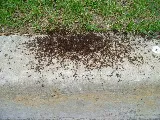 Antman Pest Control photo 6