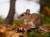 49er Termite & Pest Control photo 2