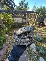 King Pest Solutions photo 7
