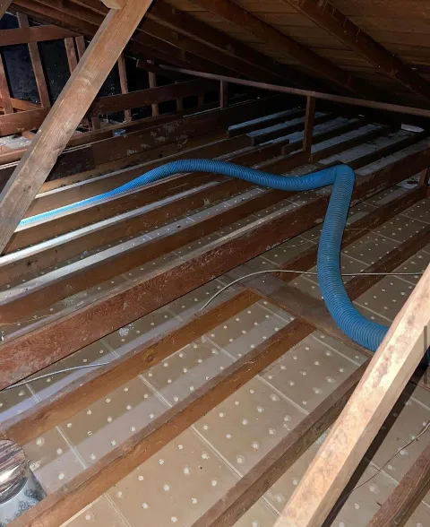 360 Rodent Control in Costa Mesa
