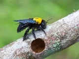 Black Diamond Pest Control photo 8