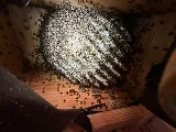 Bee Guys Bee Removal photo 2