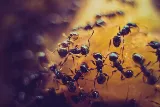 PestX Bakersfield Termite & Pest Control photo 5