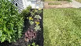 Townhome Landscapes