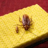 Wildwoods Pest Control & Crawl Space Solutions