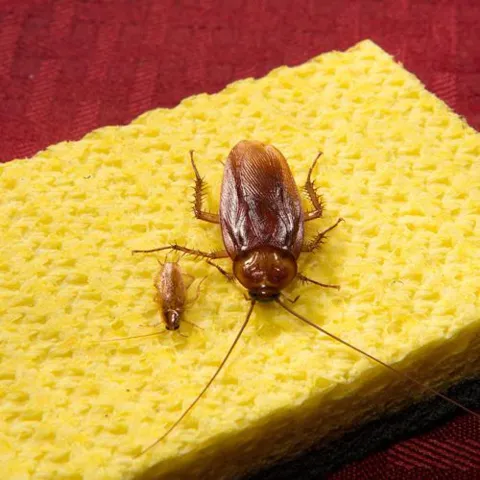 Wildwoods Pest Control & Crawl Space Solutions in Gresham