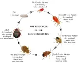 A-1 Bed Bug Heat Remediation photo 8