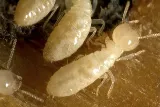 Smithereen Pest Management Services photo 4