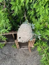 Bugs Bee Gone Pest Control photo 6