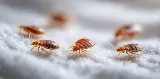 Nexus Pest Solutions photo 2