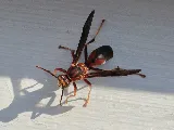 Quality Pest Control photo 8