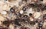 Allpro Pest Management