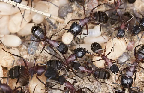 Allpro Pest Management in Sioux City