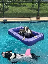Royal Jett’s pool service photo 2