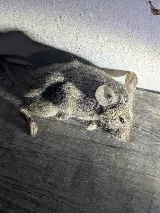 Dragon Pest Control photo 5