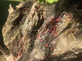 Extermination Complete Bugs Longueuil photo 6