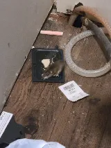 Abell Pest Control photo 8