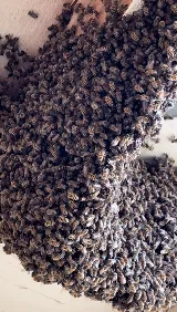 BeeSafe Pest Control LLC photo 6