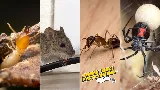 Armed Force Pest Control photo 2