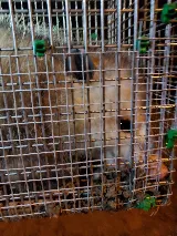 Pristine Pest Control LLC photo 7