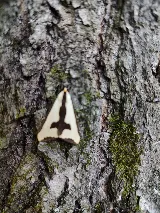 Ace Pest photo 6