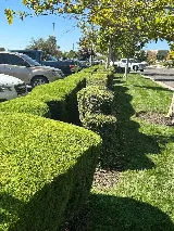 Del Conte's Landscaping photo 6
