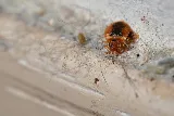 Rocky Mountain Bed Bug photo 2