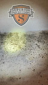 Superior Pest Solutions photo 6