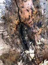 Extermination Complete Bugs Longueuil photo 5