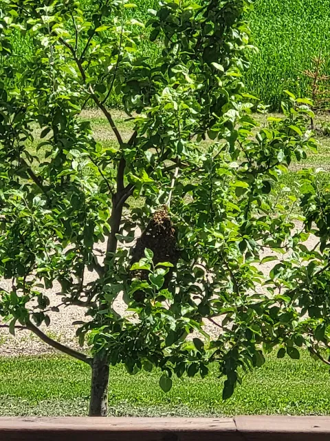 Blast 'Em Pest Control in Red Deer