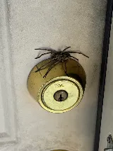 Brown Reclusinator Pest Control