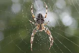 OPC Pest Services - Pest Control & Exterminator, Lexington, KY photo 4