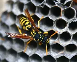 Accel Pest & Termite Control photo 8