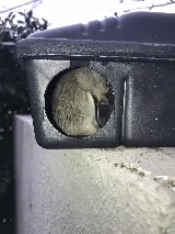 Ikill Pest Control Inc photo 8