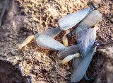 OPC Pest Services photo 5