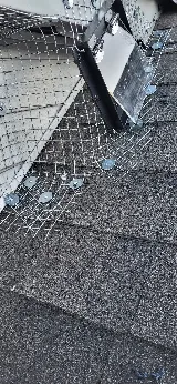 Kia pestcontrol&wildlife removal photo 7