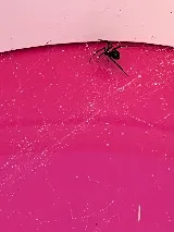 South Plains Pest Control photo 8