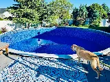 BellyFlop Pools photo 7