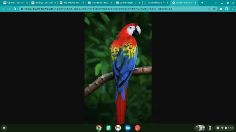 Parrot Pool Service in Buffalo